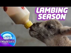 'I love it': Meet the kids helping lambs be born 🐑 | Newsround