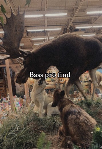 Discover Cute New Socks at Bass Pro Shops