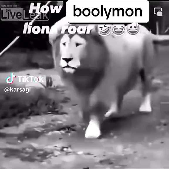 How Bulliman Lions Roar: An Insightful Exploration