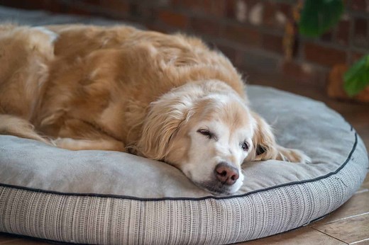 7 Reasons To Put Your Dog Down (Assessing Canine Suffering)