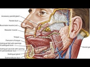 Submandibular Region / Submandibular Gland / Head n Neck ANATOMY