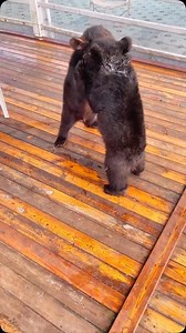 Baby bears often engage in playful sibling fights as a way to develop important survival skills. These playful tussles involve wrestling, gentle biting, and pouncing on each other, helping them build strength, coordination, and social bonds. While it may look rough at times, it’s usually harmless and an essential part of their growth. Occasionally, these fights can get more intense, especially if food or territory is involved, but their mother usually steps in if things get too serious. Credit u