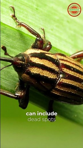 How to Identify and Treat Billbug Damage on Your Turf!