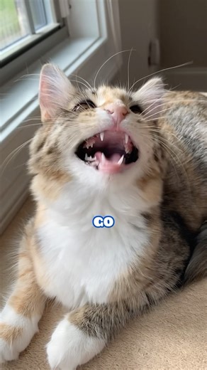 9.5K views · 407 reactions | When you’re having an existential crisis #crisis #meow #whoami #mikaandmocha | Mika and Mocha | Facebook