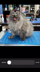 Percy is a beautiful smoke colored Persian but watch him change color. We think smoke is one of the coolest coat colors because it’s pure white underneath all that dark gray! 🩶🤍 #catgroomingsalon #catgroomers #cutecats #smokeshow #kittycutsgrooming | Kitty Cuts Grooming