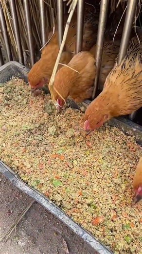 Smart Farming Tips: Chicken, Duck & Goose Care with a Vegetable Chopper#FarmingTips #PoultryFarming