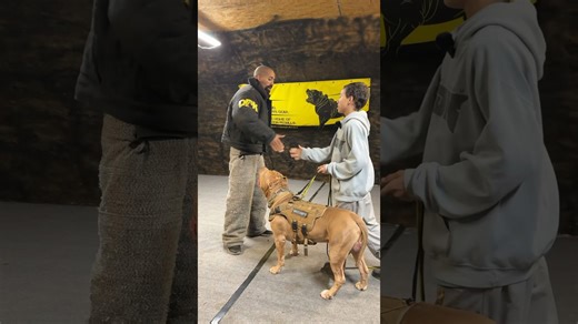 Amazing protection skills keep this dog owner very safe