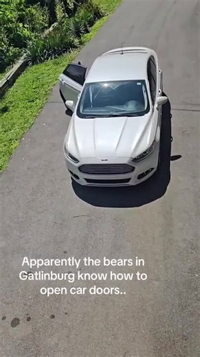 Bear Opens Car Door and Climbs Inside
