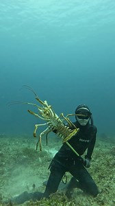 The Best Trick to Catch Lobster | Ryan Myers