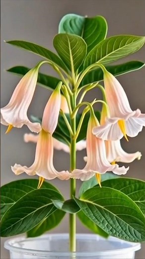Angel’s Trumpet Flower 🌸 | From Seed to Bloom 🌱 | Time-Lapse Growth