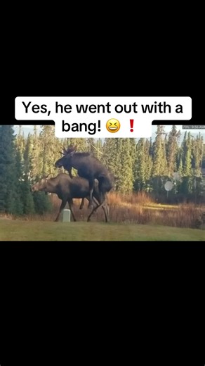 Moose Hunting Adventure in Alaska