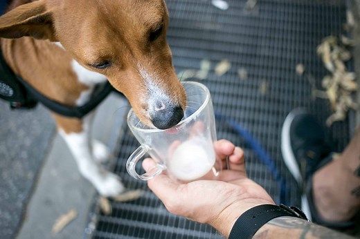 Can Dogs Drink Soy, or Almond Milk Safely?