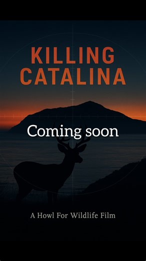 Food on the table. Real management on the ground. And a century-old deer herd caught between politics and bad data. A conservancy that says the hunting program “never worked.” And the guy whose been intimately involved for over 25 years shows why that narrative isn’t just wrong — it’s dangerous. We’ve been filming, researching, and digging for well over a year. The documentary is close… and we’re making sure every detail is right. Stay tuned. #KillingCatalina #StopTheWaste #HuntingIsConservation