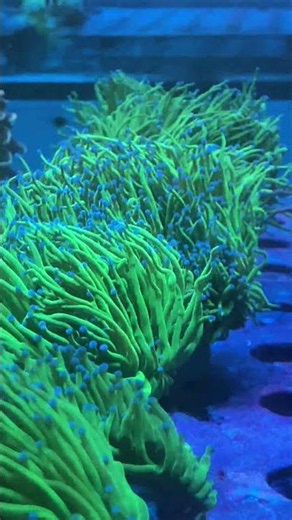 💜💚 Purple Tip Green Torch & Gold Torch Euphyllia 🔥 | The Ultimate Torch Duo #euphyllia #coral #reef