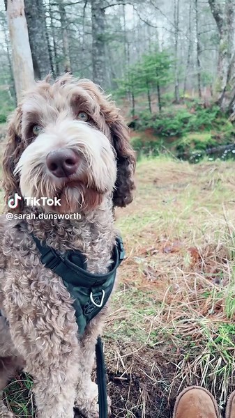 Sarah Dunsworth (@sarah.dunsworth)’s videos with original sound - Sarah Dunsworth