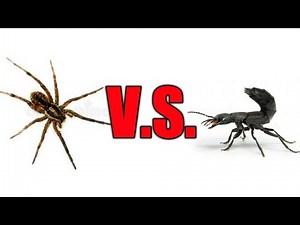 Feeding Fangs the spider