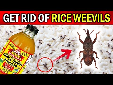 Naturally Get Rid of Rice Weevils with These Simple Tricks