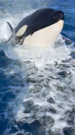 Check out this super fun video by @alexander_legaspi of wake riding ETP orcas from the sighting on December 16th, 2023! Wake and bow riding are not common behaviors seen by Bigg’s orcas, but are common behaviors for ETP orcas! For all 7 sightings of these whales, friendly and playful behavior were seen! What an absolutely incredible experience. Please note that all regulations were followed and the whales approached the boats on their own. Please read our previous post for more information on th