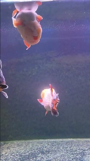 Goldfish that have at home must be warmed and watered before they can be put into the tank! #koi