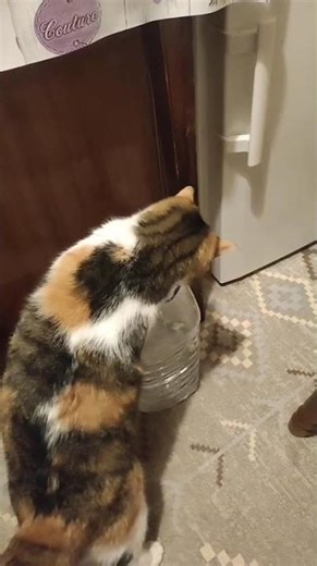 Give me some water please #cat #funny #shorts