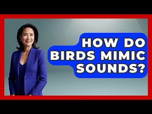 How Do Birds Mimic Sounds? - Bird Watching Diaries