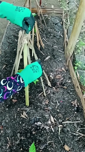 Stop Losing Seedlings! Use This Bamboo Trick 🎋