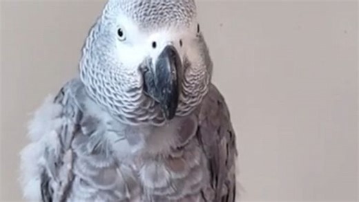 Parrot imitates owner's sniffles