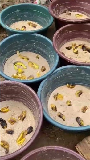 Palm weevil Larvae production setup process #larva #agriculture #insects #fly #food