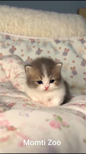 Funny Cat Moments 😂 | Try Not To Laugh#cat