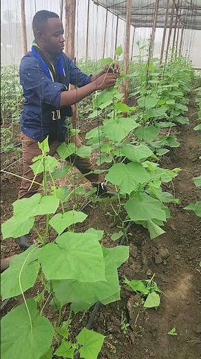 Kilimo cha Tango kwenye Greenhouse 🔥 #kilimobiashara