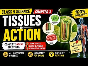 Tissues in Action Class 9 NCERT Solutions | All Questions & Answers | Science Chapter 3