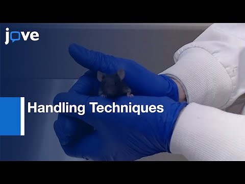 Handling Techniques To Reduce Stress In Mice l Protocol Preview
