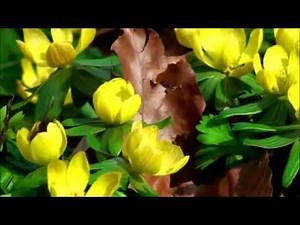 Frédéric Chopin ,, Spring Waltz