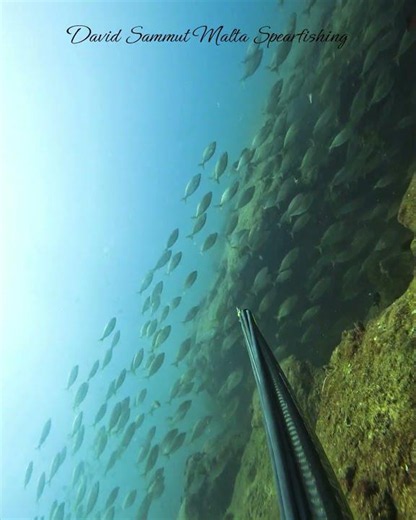 Massive Shoal Of Fish #fishing #pescasub #spearfishing #fish #ocean #sea #underwater #diving #pesca