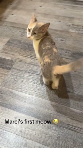 @databasedmb: Marceline the vampire queen’s first meow. #cat #catlover #kitty