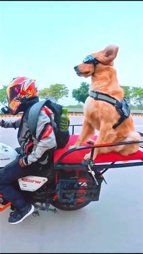 Travel Vlogger's Road Trips Are Melting Hearts Across India. #AmitPandey #HimalayanAmit #DogCoco