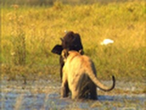 Calf Takedown - The Last Lions Deleted Scenes | National Geographic