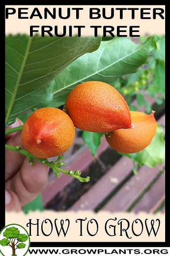 Peanut Butter Fruit - How to grow & care