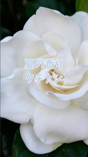 梅雨に白く咲き、強い甘い香りを放つクチナシが…実は日本の夏を彩る秘密を持っていた #モエチャン #shorts