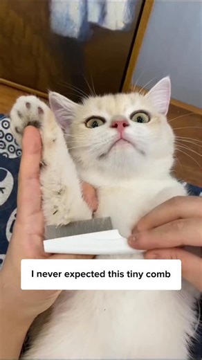 THIS was all in my cat’s fur? 🙀🐱 Comment “Comb” and I’ll DM the 🔗 to you instantly! Or simply search Flea Comb on our site ✨ | Cuddles & Meow