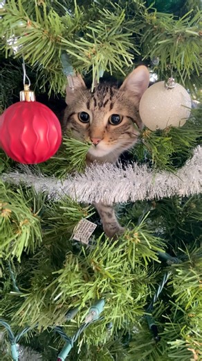 They won’t know what to do when we take down the Christmas tree 🌲🐱 #cats #cat #catvideos #Christmas #pets | Gladys Starkey