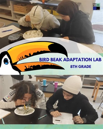 siliconvalleyacademy on Instagram: "Our 8th graders engaged in a Bird Beak Adaptation Lab, applying core concepts of adaptation, natural selection, and structure and function through hands-on investigation, using different tools to model bird beaks and test how form impacts function, also deepening their understanding of how Allah’s creation is purposefully designed and interconnected. #HandsOnLearning #8thGradeScience #MiddleSchoolScience #STEMEducation #ScienceInAction #LearningByDoing #Adapta