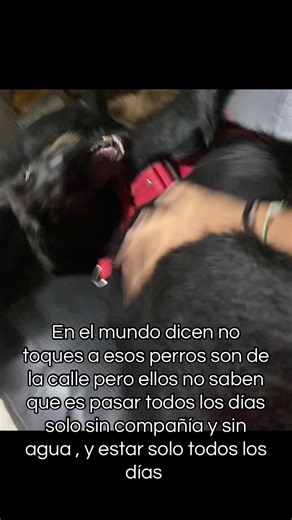 Understanding Street Dogs and Their Daily Struggles
