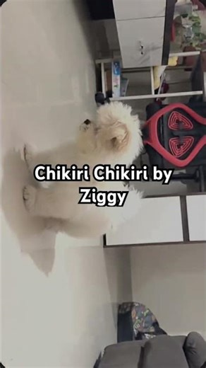 Help Ziggy in getting 500 subscribers by night#shortsindia #shorts #trending #trendingshorts #fyp