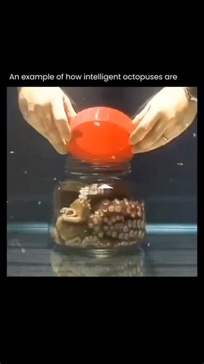 𝗘𝗱𝗴𝗲 𝗼𝗳 𝗘𝘅𝗽𝗹𝗼𝗿𝗲 on Instagram: "Octopuses are considered some of the most intelligent invertebrates on the planet, showing cognitive abilities that rival many mammals. They can solve complex puzzles, navigate mazes, learn through observation, and use tools such as coconut shells for shelter. Their problem-solving skills, impressive short- and long-term memory, and capacity for camouflage and deception all point to a highly developed nervous system, despite their intelligence being di