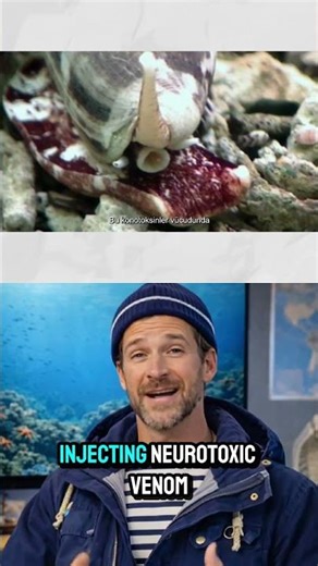 This Creature Looks Harmless… Until It Touches You #underwater #facts