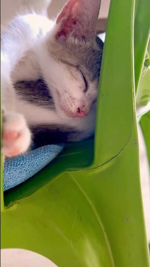 The Most Hilarious Cat Naps