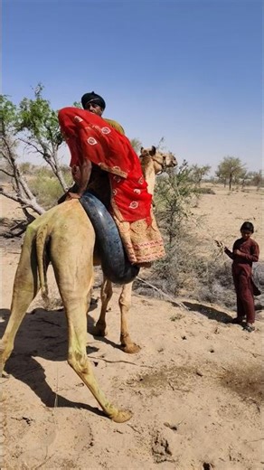 امرأة تؤدي حركات بهلوانية في الصحراء وهي معلقة من أنبوب محمل بجمل واقف