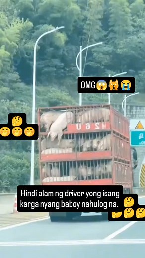 10K reactions · 557 shares | Kawawang baboy #pig #piggy #followers #fbvedioreels #thankyouforwatchingmyreels | Riannah Pagas Alarcado | Facebook