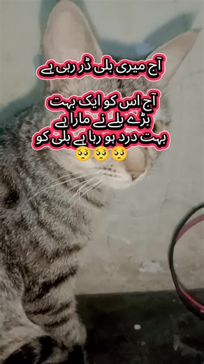 My Cat Is Scared After a Big Encounter